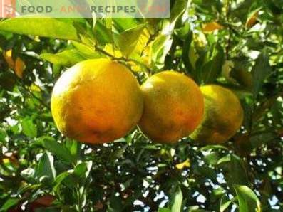 Aceite de bergamota: Propiedades y aplicaciones