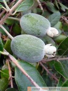 Feijoa: benefits and harm to the body