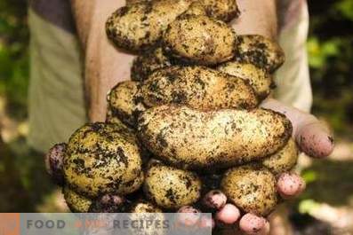 Patatas: los beneficios y daños para el cuerpo