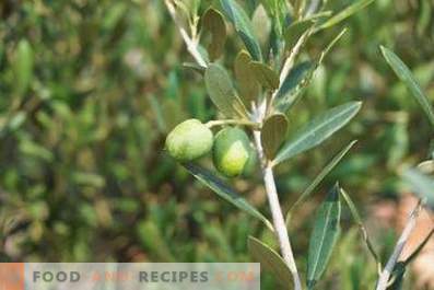 Cómo hacer aceite de oliva