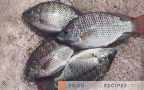 Tilapia de pescado: beneficio y daño