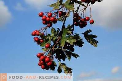 How to store hawthorn